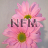 pink daisies